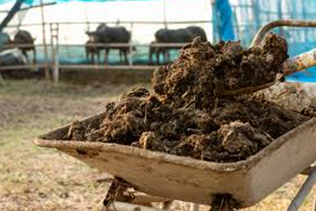 Cow Dung