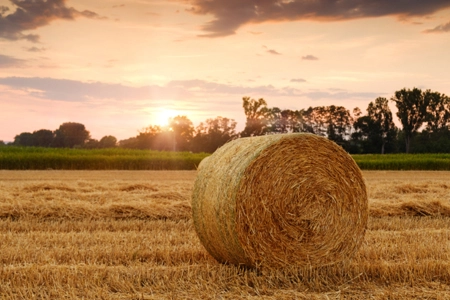Paddy Straw